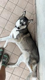 Siberian Husky femmina