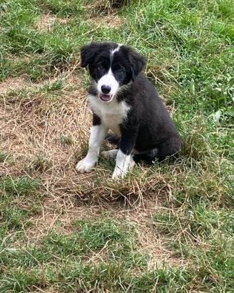 Cuccioli border collie maschi e femmine The Silver