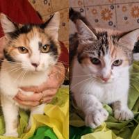 Dolcissima coppia di gattine