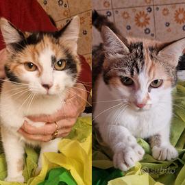 Dolcissima coppia di gattine