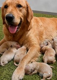 golden retriever  con pedegree 