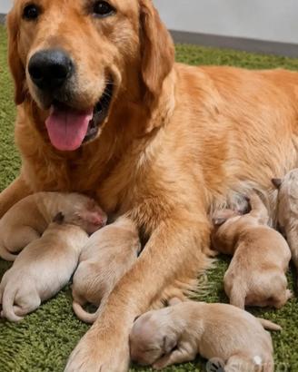 golden retriever  con pedegree 