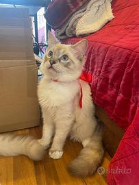 Gatto ragdoll