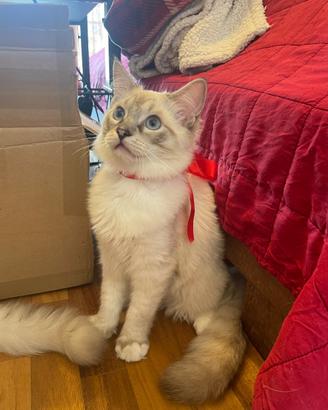 Gatto ragdoll