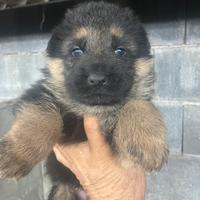 Pastore tedesco cuccioli