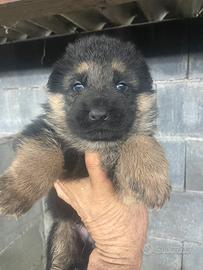 Pastore tedesco cuccioli