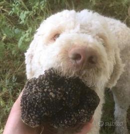 Lagotto da tartufo