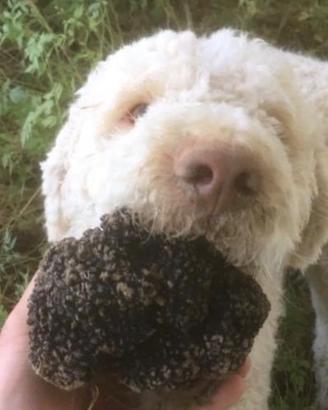 Lagotto da tartufo