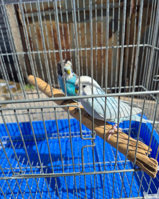 Cocoriti
