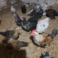 Gallinelle nane e galletti