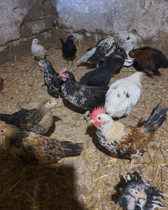 Gallinelle nane e galletti