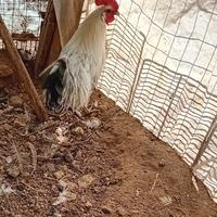 Gallo romagnolo