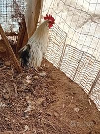 Gallo romagnolo