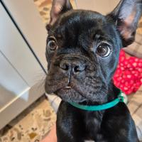 Bulldog francese