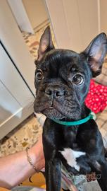 Bulldog francese