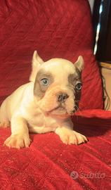 Bulldog francese