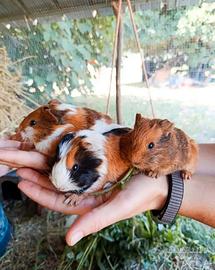 Cuccioli cavia peruviana