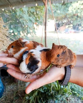 Cuccioli cavia peruviana