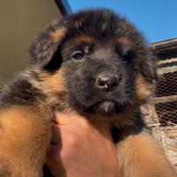 Cucciolo pastore tedesco