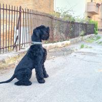 Schnauzer gigante disponibile per monta