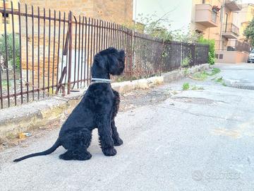 Schnauzer gigante disponibile per monta