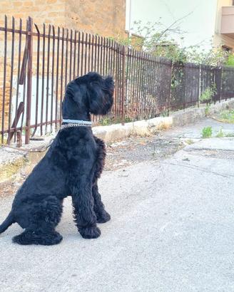 Schnauzer gigante disponibile per monta