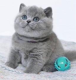 BRITISH SHORTHAIR CUCCIOLI disponibili pag rateale
