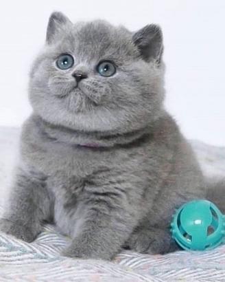 BRITISH SHORTHAIR CUCCIOLI disponibili pag rateale