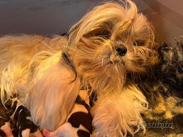 Shih tzu