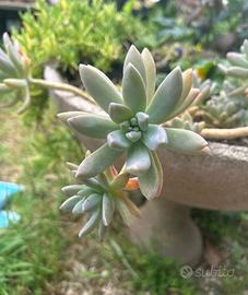 Pianta grassa ( Graptopetalum paraguayense)