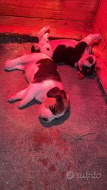 Cuccioli beagle