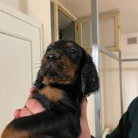 Cuccioli di Setter Gordon