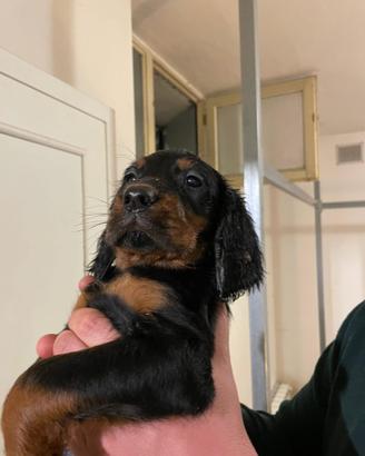 Cuccioli di Setter Gordon