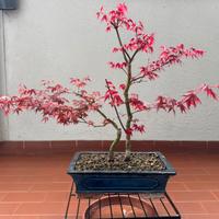 Bonsai acero deshojo