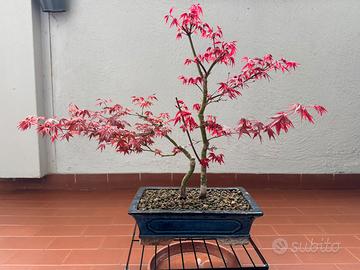 Bonsai acero deshojo