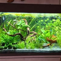 Acquario juwel rio 125 led pratiko 300 co2 osmosi