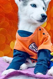Siberian Husky pedigree enci consegna tutta Italia