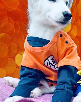 Siberian Husky pedigree enci consegna tutta Italia