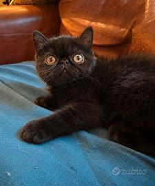 Gattina esotica nera