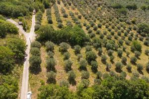 Terreno di 3770 m² a Poggio Nativo