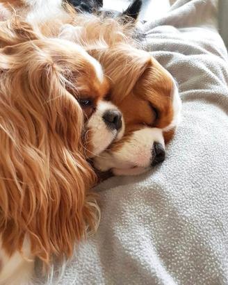 Cuccioli di cane Cavalier King Charles Spaniel in vendita - annuncio N