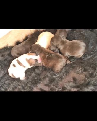 Cuccioli bulldog francese