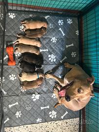 Cucciolata pittbull st.2/ American Staffordshire