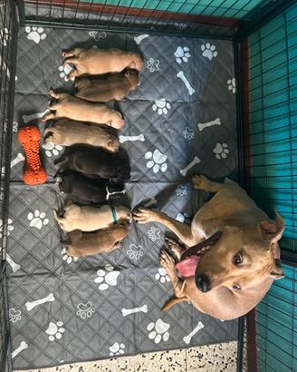 Cucciolata pittbull st.2/ American Staffordshire