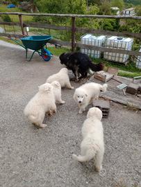 Cuccioli disponibili Pirenei maremmano