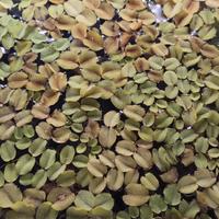 Salvinia natans