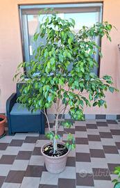 ficus benjamin grande