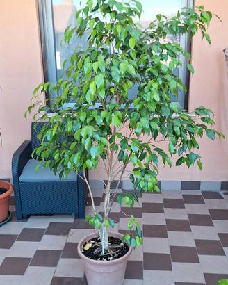 ficus benjamin grande