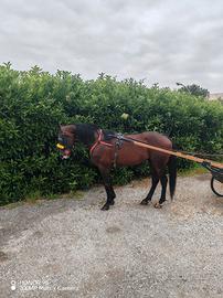 Cavallo trottatore