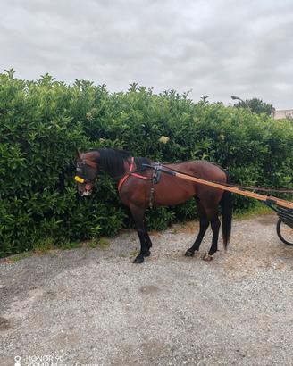 Cavallo trottatore